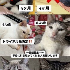 子猫〜成猫里親募集中