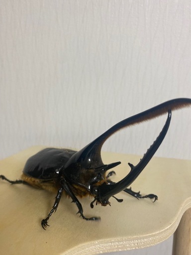 ネプチューンオオカブト142ミリヘラクレス