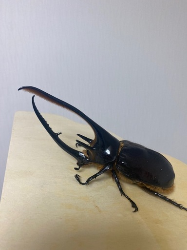 ネプチューンオオカブト142ミリヘラクレス