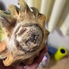 アガベ　ユタエンシス・エボリスピナの画像