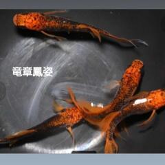 決まりました【改良メダカ】🐠竜章鳳姿🐠成魚3ペア🐠現物投稿🐠