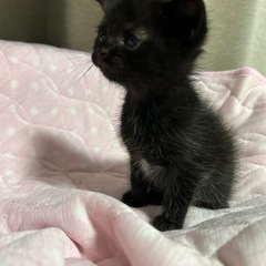 黒虎猫ちゃん・女の子