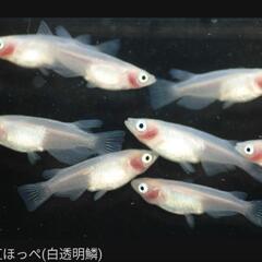 紅ほっぺメダカ、ダルマメダカ売ってください。