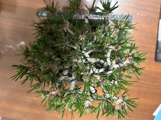 千寿丸　松　盆栽
