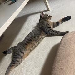 甘えん坊さん