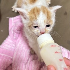 甘えん坊の茶白の男の子🐱