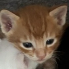 茶トラの赤ちゃん