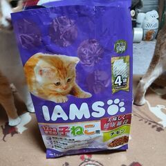アイムス子猫用