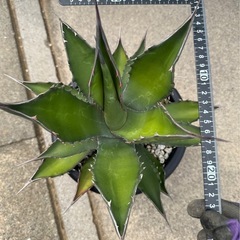 ［埼玉手渡し］アガベ　サルミアナフェロックス