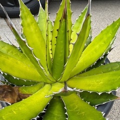 ［埼玉手渡し］アガベ　ホリダの画像