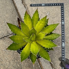 ［埼玉手渡し］アガベ　ホリダの画像
