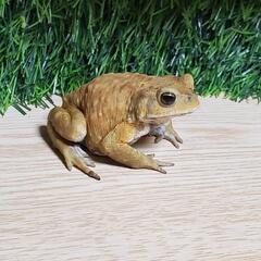 『取引中』ミヤコヒキガエル