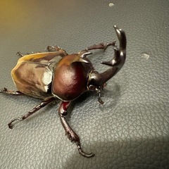 【国産カブトムシ】
成虫1ペア
