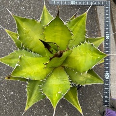 ［埼玉手渡し］アガベ　チタノタ（グリーン）の画像