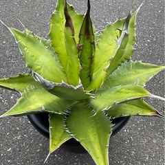 ［埼玉手渡し］アガベ　チタノタ（グリーン）の画像