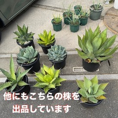 ［埼玉手渡し］アガベ　オバティフォリア　フロスティブルーの画像