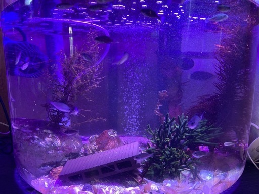 １００Ｌ水槽