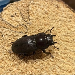 ハチジョウコクワガタ　新成虫ペアの画像