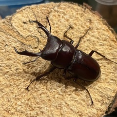 ハチジョウコクワガタ　新成虫ペア