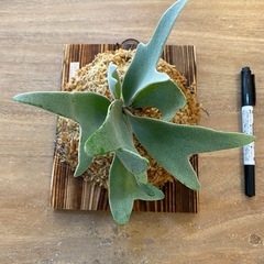 【観葉植物】ビカクシダ P.willinckii cv andr...