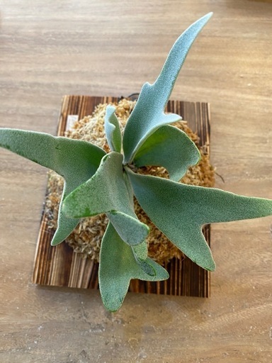 観葉植物】ビカクシダ P.willinckii cv andromeda (ロキシー) 那覇の