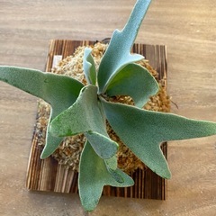 観葉植物】ビカクシダ P.willinckii cv andromeda