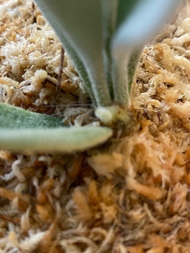 観葉植物】ビカクシダ P.willinckii cv andromeda