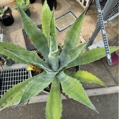［引取り限定］アガベアメリカーナ 特大の画像