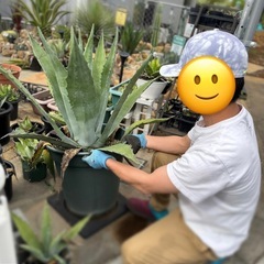 ［引取り限定］アガベアメリカーナ 特大の画像