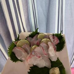 「とったどー！」🐟✨スピアフィッシング、電灯潜り🌌の画像