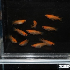 🐼パンダ👀目ダルマメダカ①
の画像