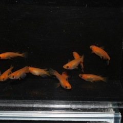 🐼パンダ👀目ダルマメダカ①
の画像