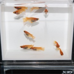 🐼パンダ👀目ダルマメダカ①
の画像