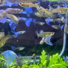 グッピー　ブルーグラス　レッドグラス　稚魚8匹