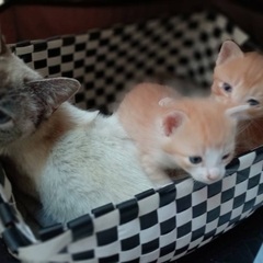 茶白生後1ヶ月子猫と母猫 - 足利市