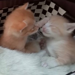 茶白生後1ヶ月子猫と母猫