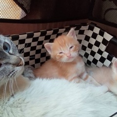 茶白生後1ヶ月子猫と母猫 - 猫