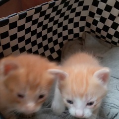 茶白生後1ヶ月子猫と母猫 − 栃木県