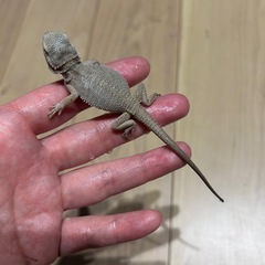 フトアゴヒゲトカゲZERO