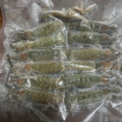 冷凍まじゃく　釣り餌用