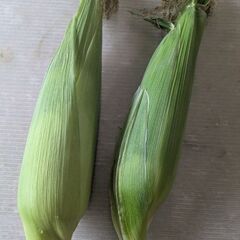 とうもろこし🌽