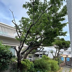 桜の木　造園業の方いかがですか？