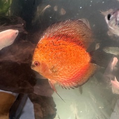 熱帯魚ディスカス