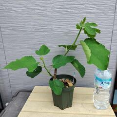 いちじく苗　蓬莱柿