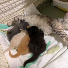 子猫の里親募集です