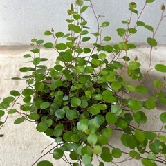 【観葉植物】ワイヤープランツの画像