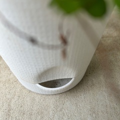 【観葉植物】ワイヤープランツの画像