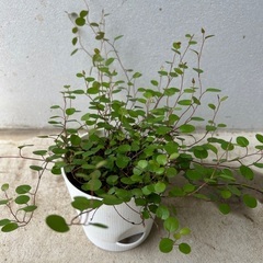 【観葉植物】ワイヤープランツ