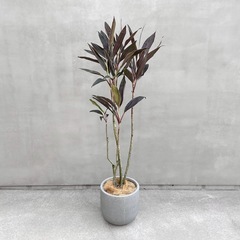 観葉植物 コルジリネ ターミナリス チョコレートクイーン