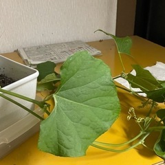 ハヤトウリの苗